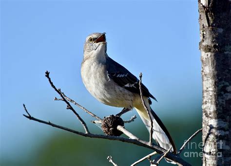 Northern Mockingbird singing Photograph by JL Images - Fine Art America