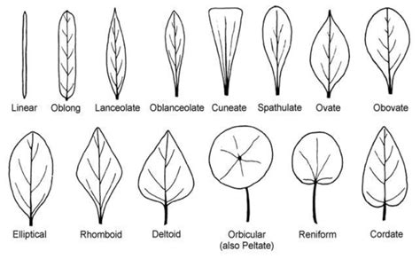 Simple Leaf Shapes