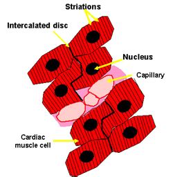 Muscle: The Histology Guide