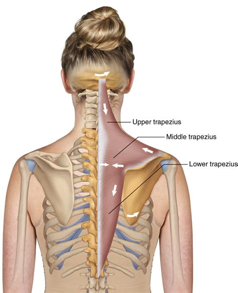 Upper Trapezius: The Case For Strengthening - Roots