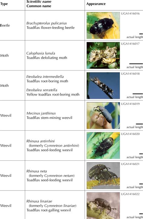 Toadflax biological control agents. | Download Table