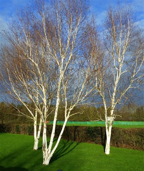 Three silver birch trees © Jonathan Billinger cc-by-sa/2.0 :: Geograph ...