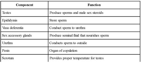 Male Reproductive System Parts And Functions