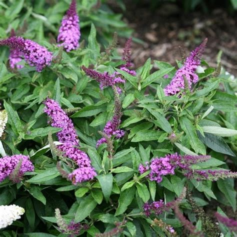 Lavender Soda Pop Butterfly Bush, Dwarf Buddleia Bush - 1 Gal - Walmart ...