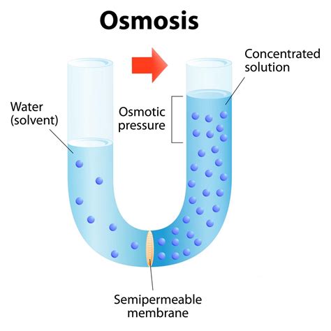 Osmosis Vs. Diffusion: How are They Different From Each Other?