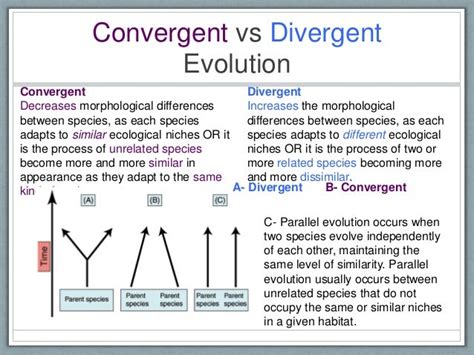 Divergent and Convergent Evolution: Every Small Detail Covered