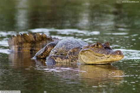 Spectacled Caiman Facts, Pictures & In-Depth Information