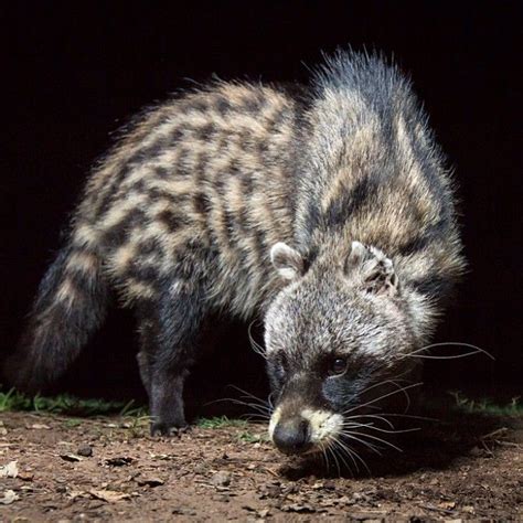 Instagram | African civet, African animals, Animal photography