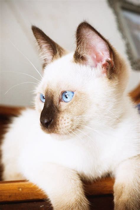 Little-Known Facts About Siamese Cats | Cat facts, Pretty cats, Siamese ...