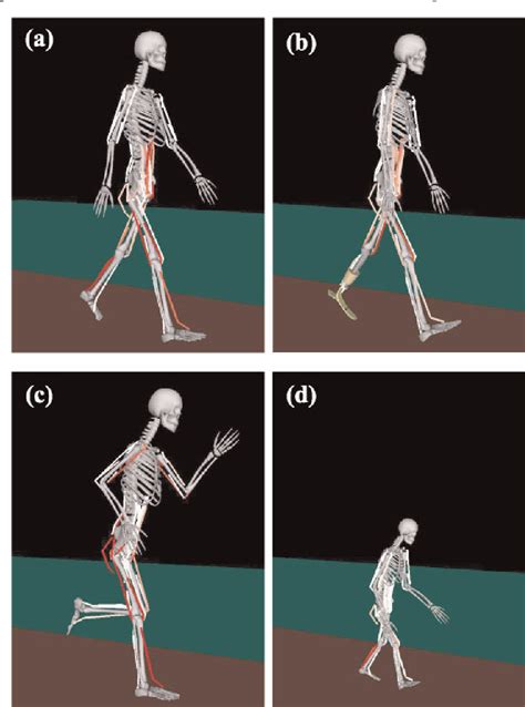 Figure 1 from Human gait simulation with a neuromusculoskeletal model ...