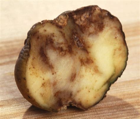 Potato Blight Causes, Identification, Treatment Potato Blight