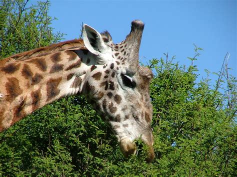 Giraffe Feeding Free Photo Download | FreeImages