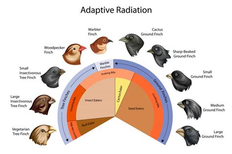 Adaptive Radiation - Biology Online Tutorial