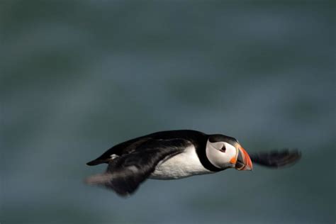 Puffin vs Penguin: What Are the Differences? - A-Z Animals