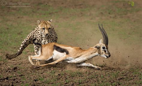 A Gripping Shot-by-Shot Replay of a Cheetah Hunting a Gazelle - 500px