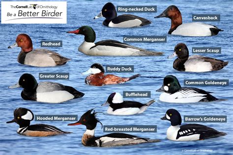 Learn Your Ducks With the Male Diving Ducks Puzzle | Bird Academy • The ...