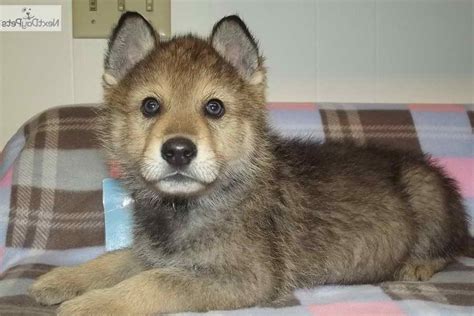 German Shepherd And Wolf Mix Puppies