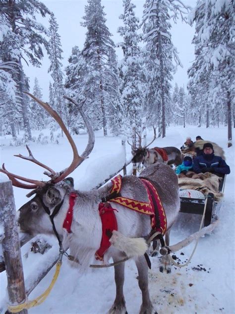 How to book a Reindeer Safari in Lapland - Globetotting