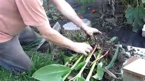 How to Dig Up and Store Canna Bulbs for Winter - YouTube | Canna bulbs ...