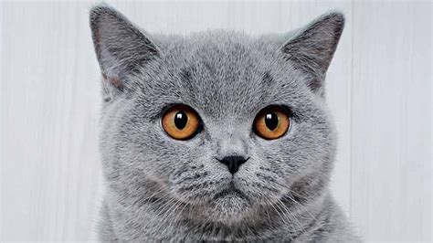 Blue British Shorthair Breed Information - Kitten Cat Mart