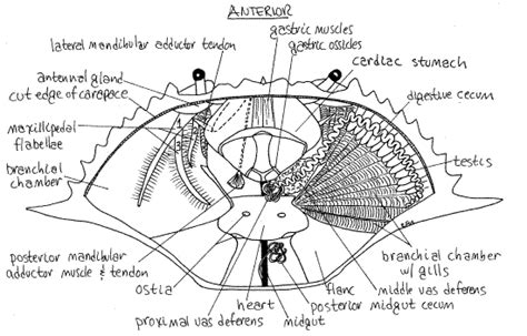 Untitled 1 [lanwebs.lander.edu]