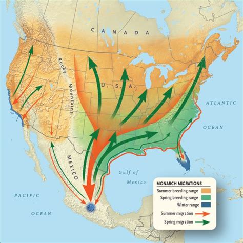 The Fascinating Migration Trek Of Monarch Butterflies Has Begun! Kids ...