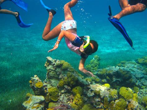 Cozumel Cruise Excursions | Cozumel Palancar Snorkeling Tour - $50us