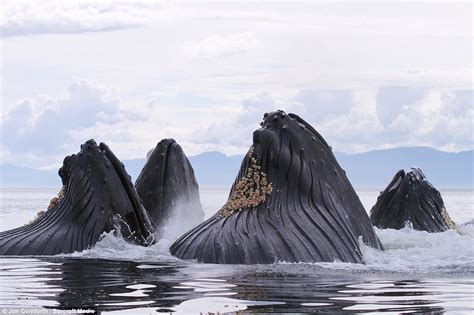 Humpback whales in feeding frenzy in Alaska's Inside Passage in Pacific ...