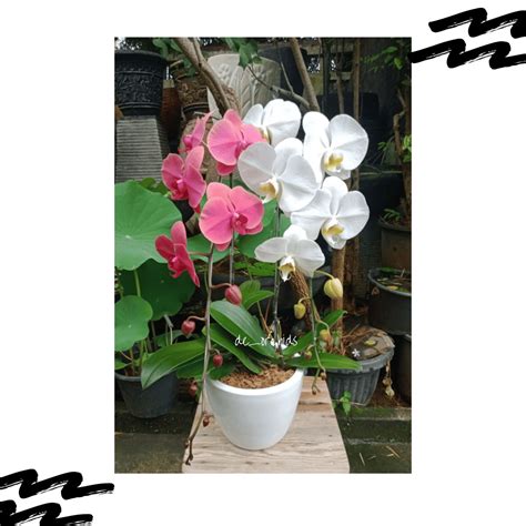 Anggrek bulan isi 2 pohon warna Merah dan Putih - De Orchids