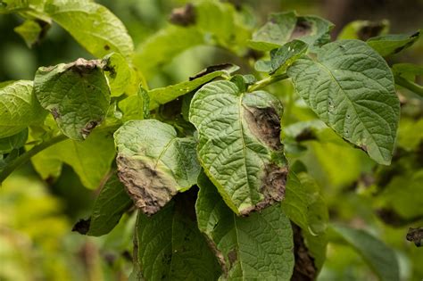 Potato blight (phytophthora infestans) | Cropaia