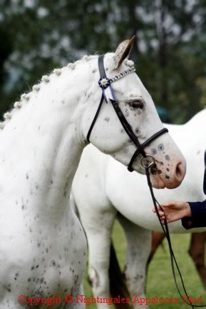 Sahar - few spot leopard Appaloosa filly show winner | Appaloosa horses ...