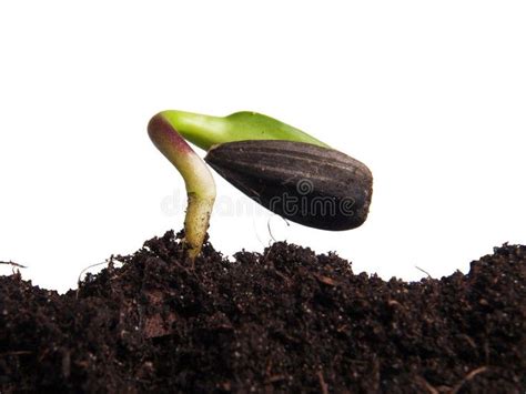 Sunflower seeds germination. Sunflower seed germinated in the ground on ...