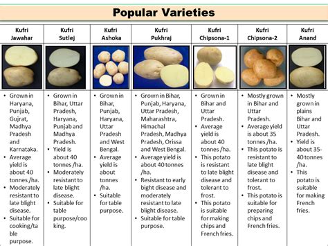 Popular Varieties of Potato