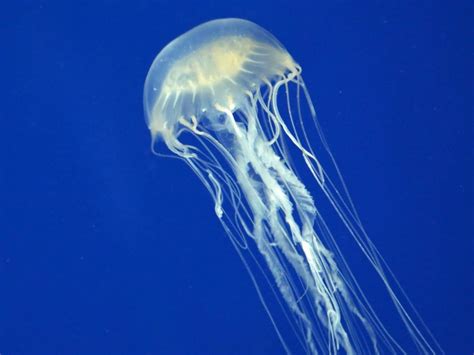 Aussie researchers may have found an antivenom for box jellyfish ...