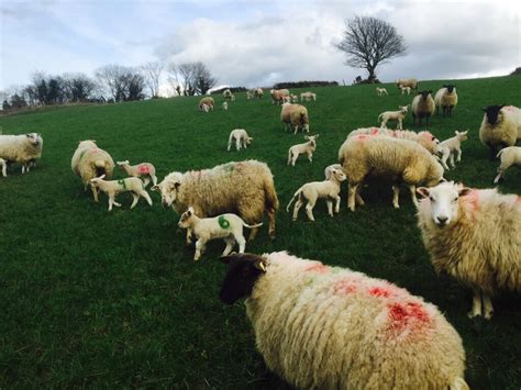 Toxoplasmosis the number one cause of abortions on sheep farms ...