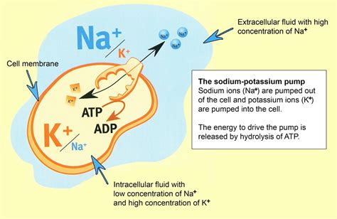 Potassium and Sodium | Sodium potassium pump, Extracellular fluid, Cell ...