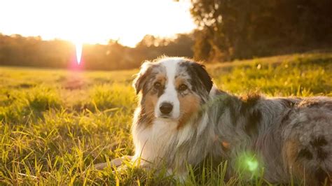 6 Tips For Successfully Training Your Australian Shepherd | World Dog ...