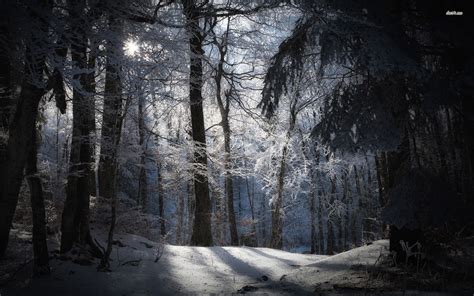 Dark Snowy Forest Background