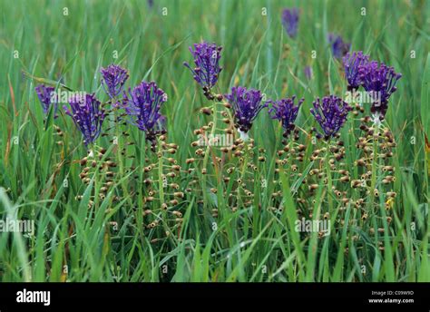 Tufted grape hyacinth, Hairy muscari, Edible muscari (Muscari comosum ...