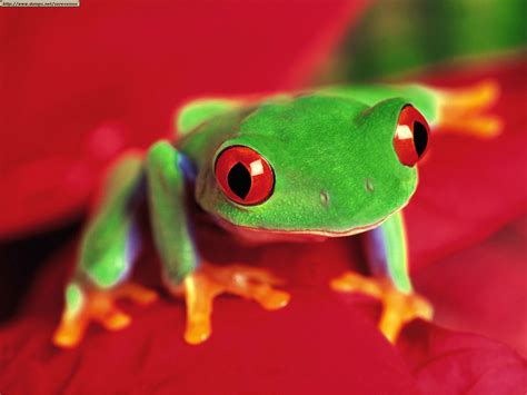 Tree Frog | Animal Wildlife