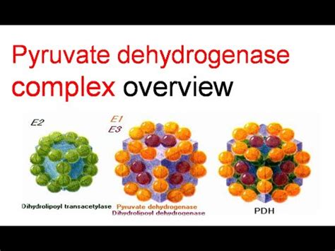 Pyruvate dehydrogenase complex overview - YouTube