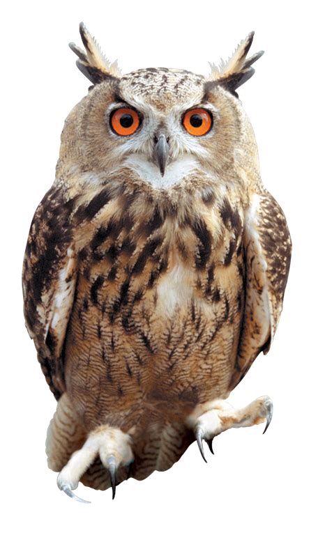 Owl Bird Png Transparent Image Pngpix | Images and Photos finder