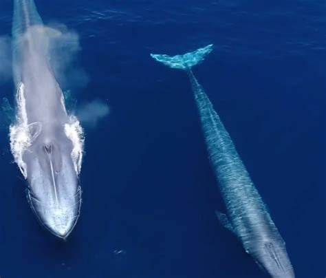 Why Blue Whales Migrate Through Huntington Beach