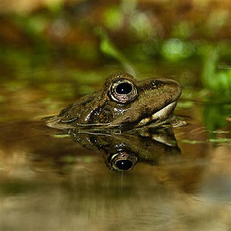 Stream Marsh Frog Pelophylax ridibundus by Wildlife Sound Recording ...