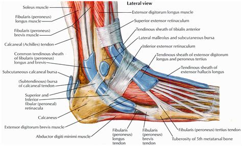 Foot Anatomy | Bones, Muscles, Tendons & Ligaments