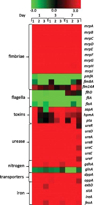 Swarming Motility In Proteus Mirabilis Causative Agent Of UTIs 72664 ...