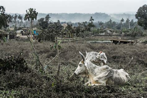 Agricultural damage from Taal Volcano eruption hits P577 million