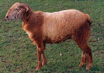 Indian Sheep Breeds Information Guide | Agri Farming