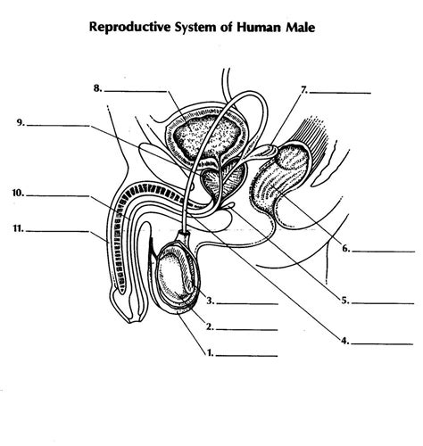 Male Reproductive System Labeled Worksheet