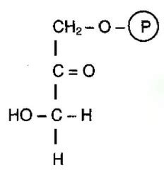 Dihydroxyacetone Phosphate